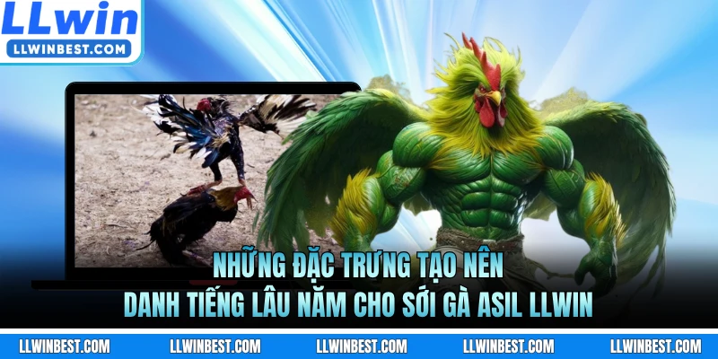 Những đặc trưng tạo nên danh tiếng lâu năm cho sới gà Asil LLWIN